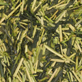 Kukicha (g/bio)