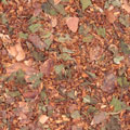 Mint & Choco (r/bio)