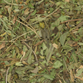 Stevia (k/bio)